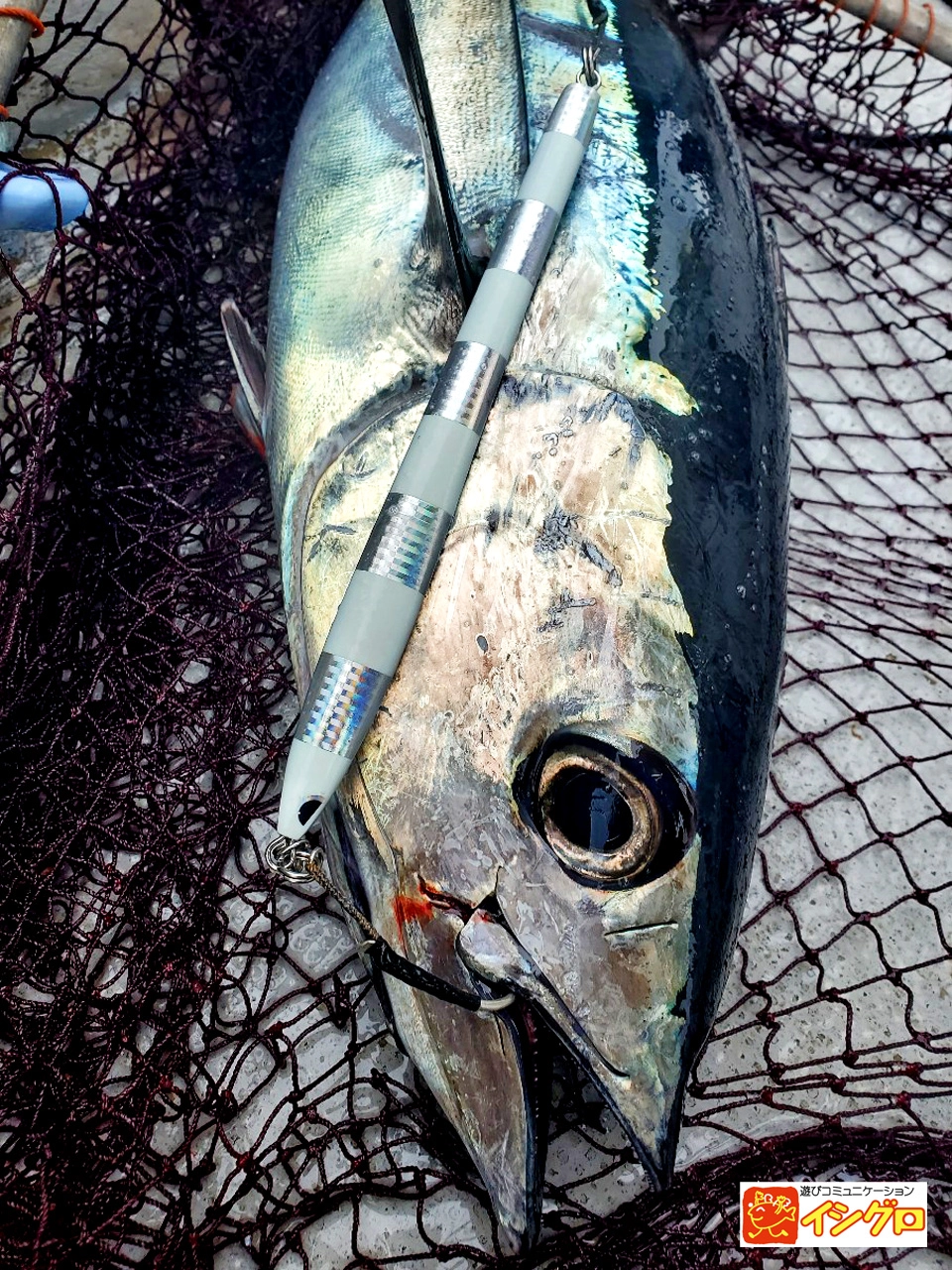 商品画像：あいやーロング 260g/300g トンジギ マグロジギング トンボ 4